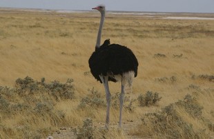 679 Namibia Okt 2006 .JPG